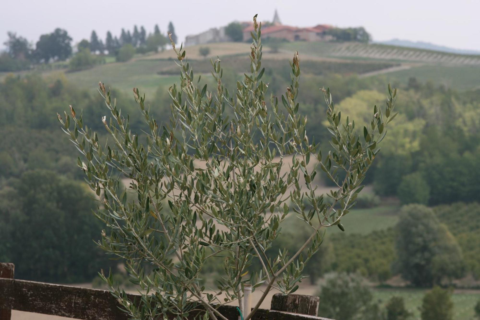 Вилла Cascina Fazioli Альфьяно-Натта Экстерьер фото